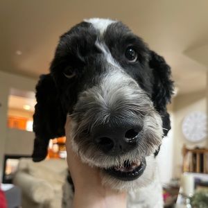 Meet your Posher, Allison